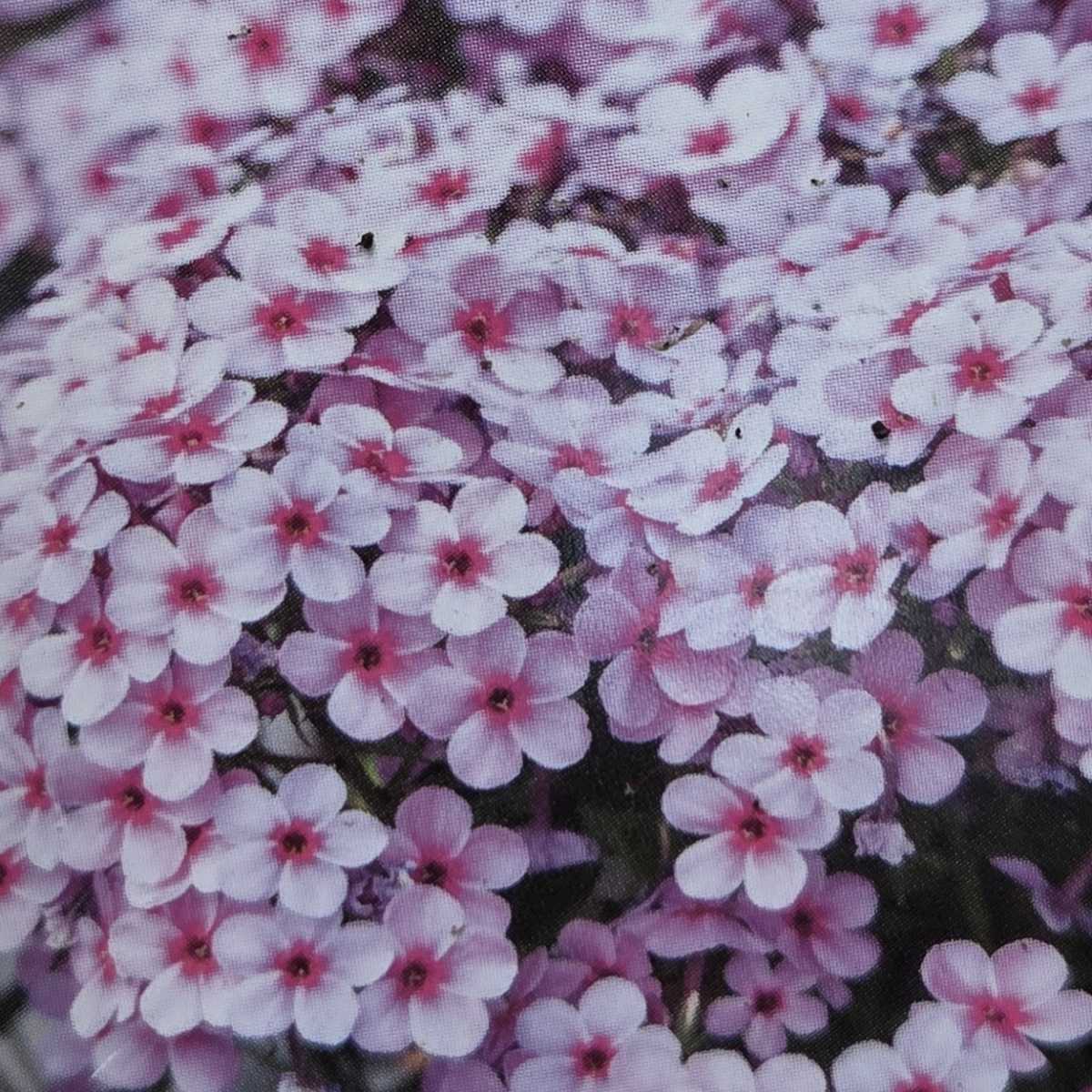 Plamenka latnatá Early Lavender Pop květináč 13cm-0