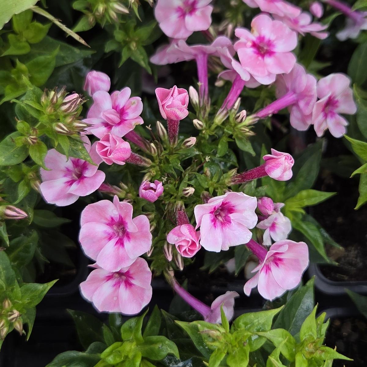 Na slunce - Plamenka latnatá Early Pink květináč 9cm