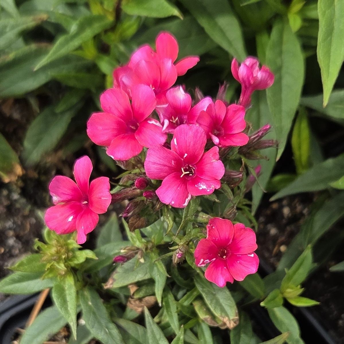 Na slunce - Plamenka latnatá Early Red květináč 9cm