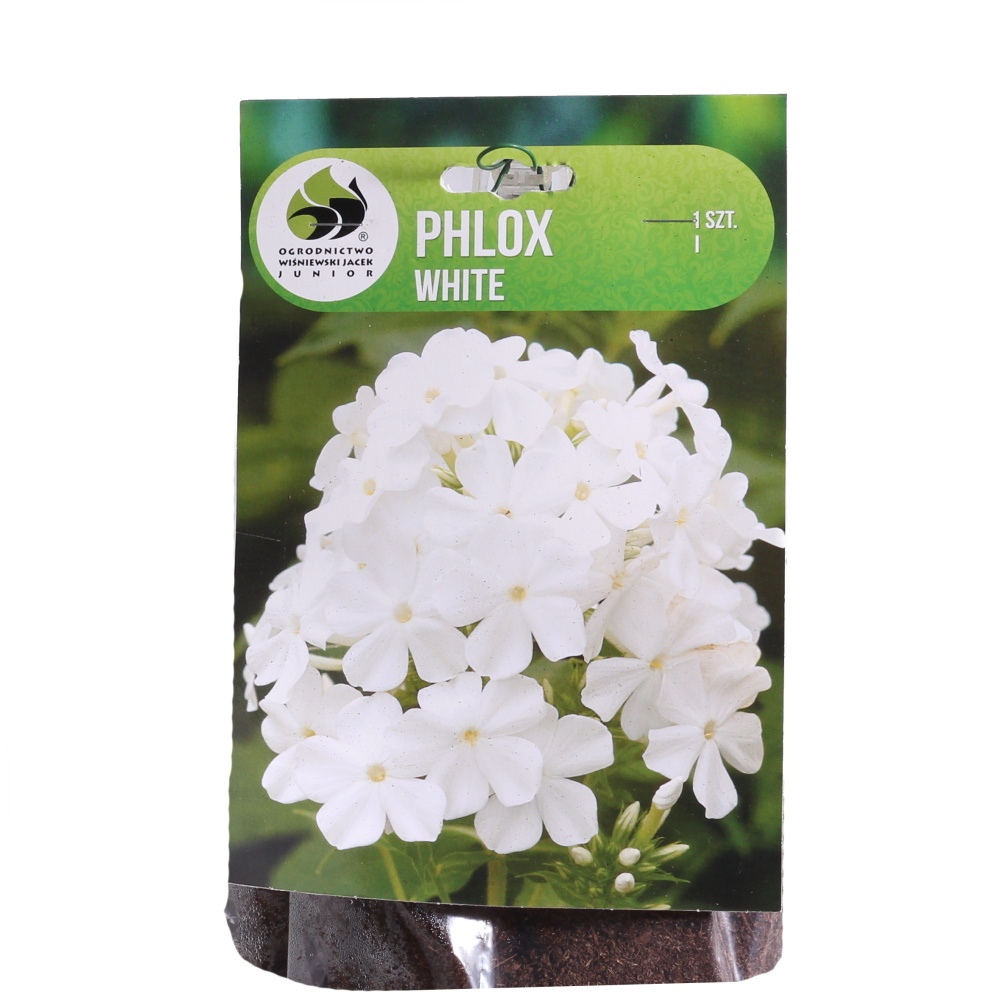 Ostatní jarní cibuloviny - Plamenka latnatá White 1ks