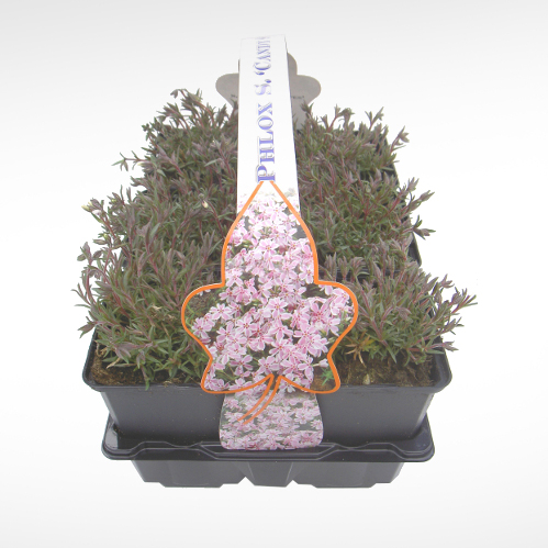 Skalničky - Plamenka šídlolistá 'Candy Stripes' 6pack