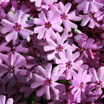 Skalničky - Plamenka šídlolistá 'Fort Hill' 2 litry