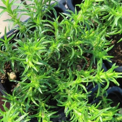 Skalničky - Plamenka šídlolistá 'Red Wings' květináč 9cm