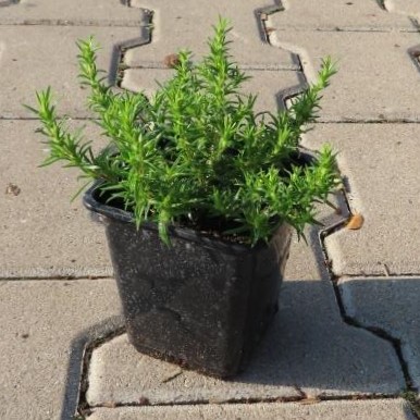 Plamenka šídlolistá 'Red Wings' květináč 9cm-0