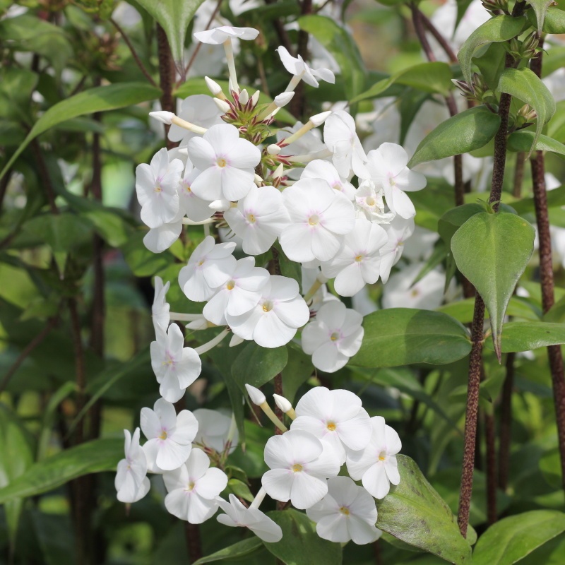 Na slunce - Plamenka skvrnitá 'Delta' 9cm