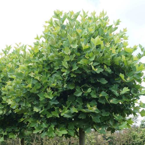 Listnaté stromky a stromy - Platan javorolistý 'Alphens Globe' květináč 20 litrů, obvod kmene 6/8cm, kmínek 180cm, strom