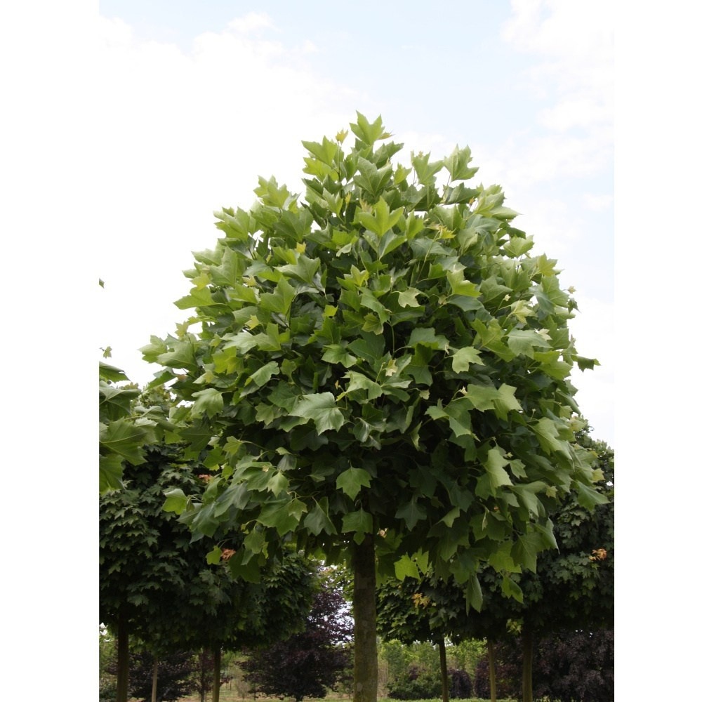 Listnaté stromky a stromy - Platan javorolistý Alphens Globe obvod kmene 8/10cm, květinčá 30 litrů