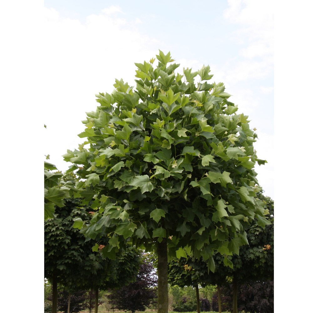 Soliterní stromy - Platan javorolistý Alphens Globe výška kmene 240cm, zemní bal