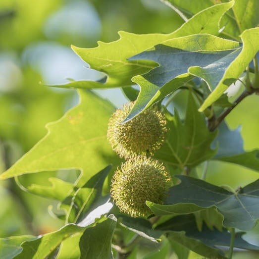 Listnaté stromky a stromy - Platan javorolistý květináč 40 litrů, obvod kmene 14/16cm, strom