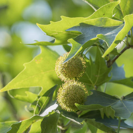 Listnaté stromky a stromy - Platan javorolistý obvod kmene 8/10cm, květináč 18 litrů