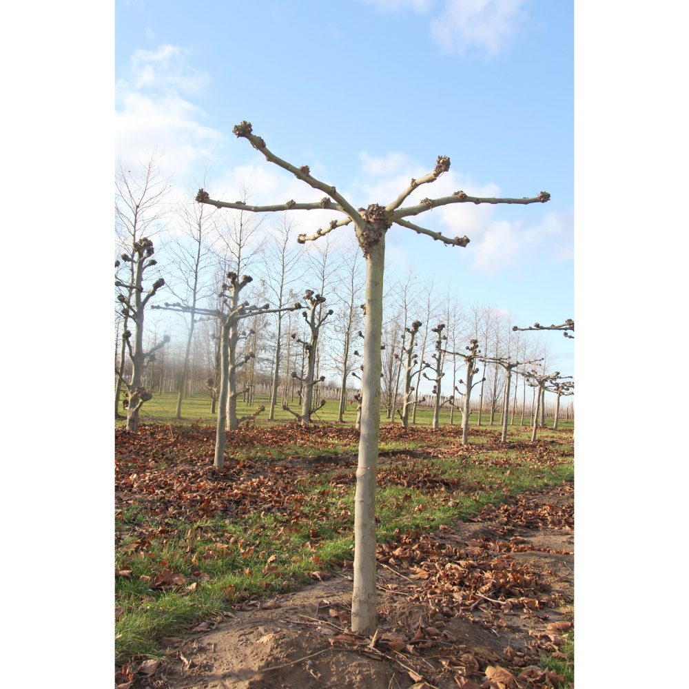 Soliterní stromy - Platan javorolistý střecha 2x2m, výška kmene 240cm, zemní bal