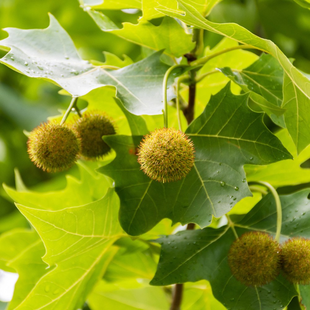 Platan javorolistý střecha 2x2m, výška kmene 240cm, zemní bal-0