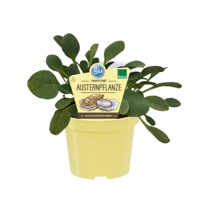 Bylinky - Plícněnka přímořská BIO květináč 12cm