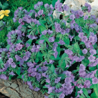 Skalničky - Plicník úzkolistý 'Azurea' 9cm