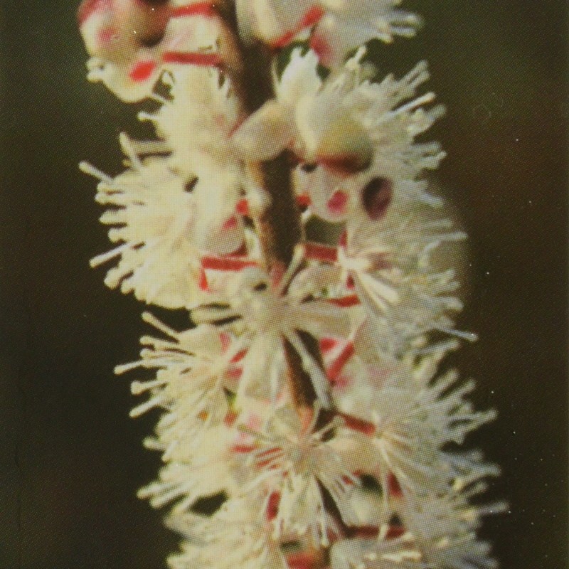 Stínomilné - Ploštičník 'James Compton' 11cm