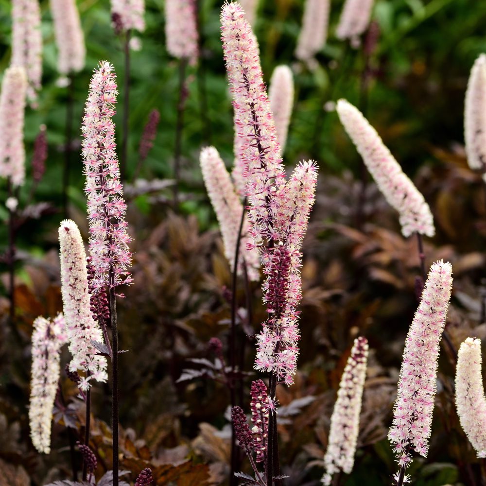 Vlhkomilné - Ploštičník obyčejný 'Brunette' květináč 11cm