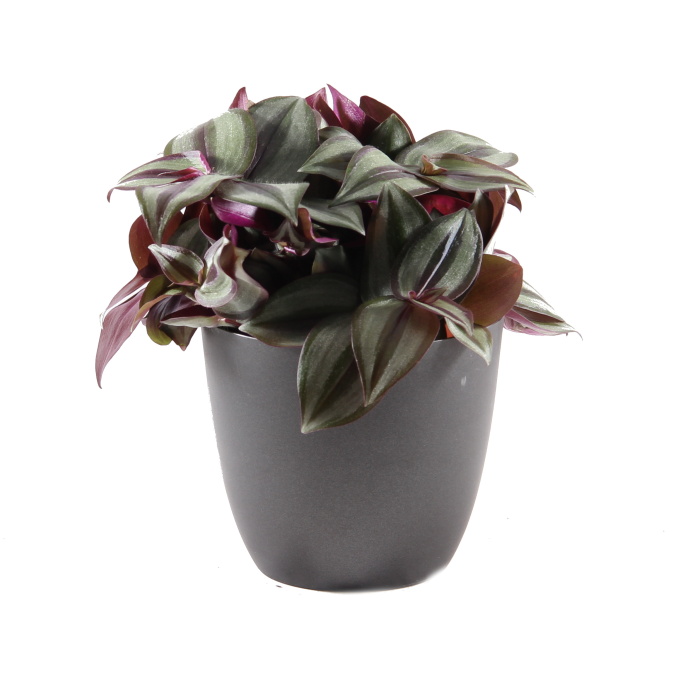 Poděnka MIX květináč 12cm-0