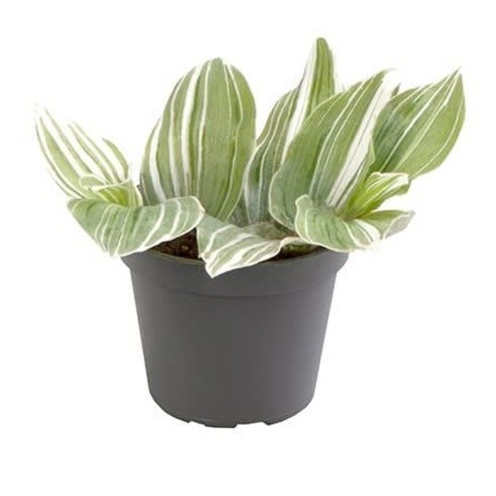 Okrasné pokojové rostliny - Poděnka 'White Joy' květináč 6cm