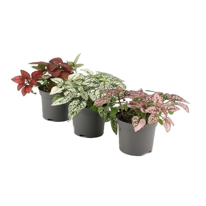 Okrasné pokojové rostliny - Podrostovka listnatá mix květináč 8,5cm