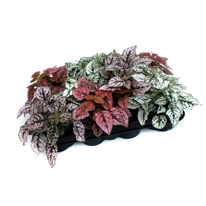 Podrostovka listnatá mix květináč 8,5cm-0