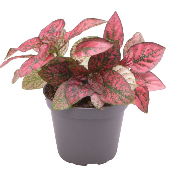 Okrasné pokojové rostliny - Podrostovka listoklasá 'Red' květináč 6cm