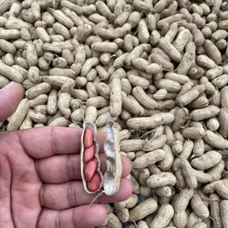 Neroubovaná sadba - Podzemnice olejná neroubovaná květináč 12cm