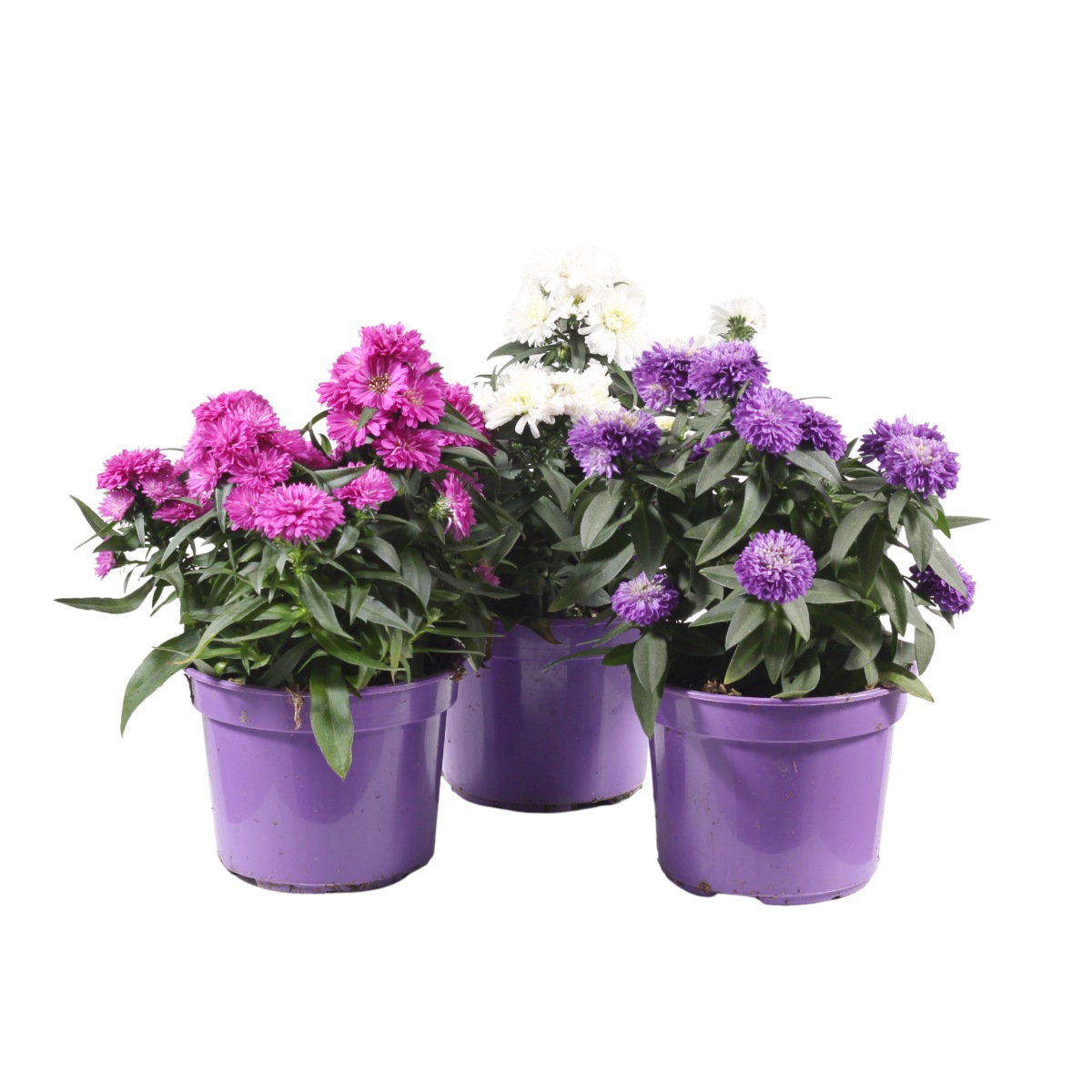 Podzimní rostliny - Podzimní astra květináč 9cm