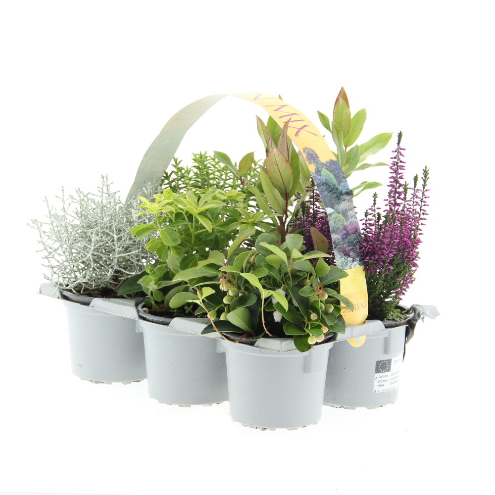 Podzimní rostliny - Podzimní rostliny 6pack