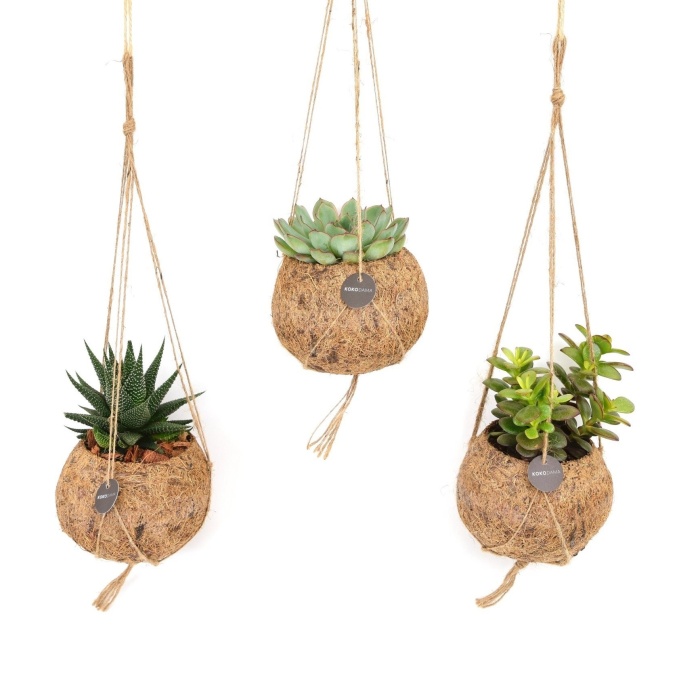 Pokojové rostliny kokodama  závěs mix 12cm-1