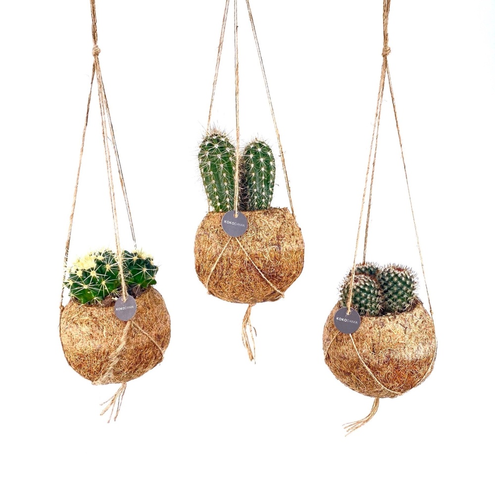 Pokojové rostliny kokodama  závěs mix 12cm-2