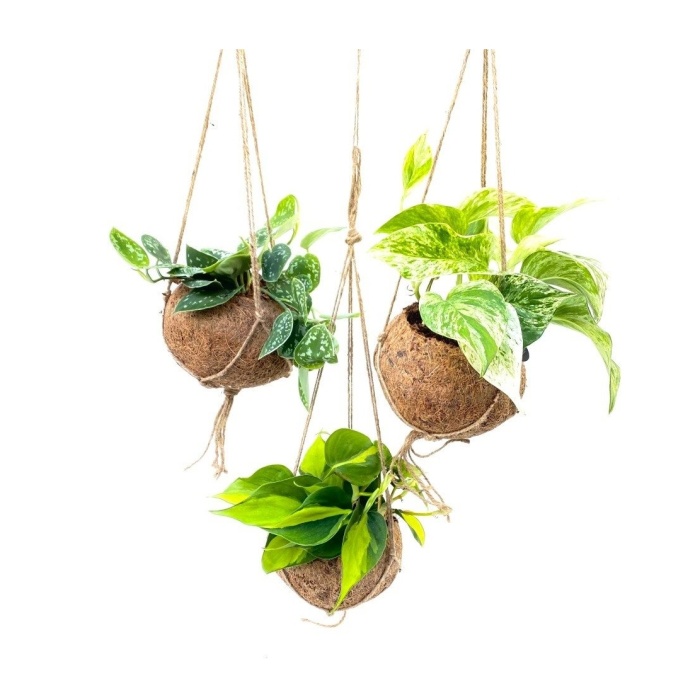 Pokojové rostliny kokodama závěs mix květináč 15cm-0