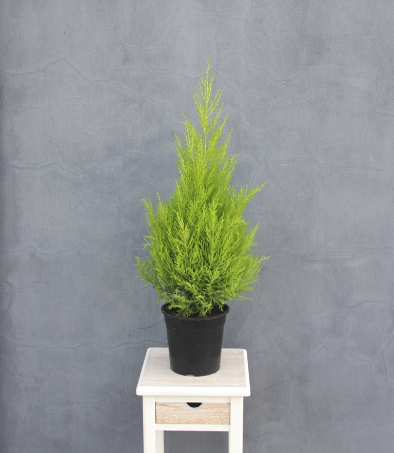 Rostliny - Pokojový cypřišek kužel 17cm květináč