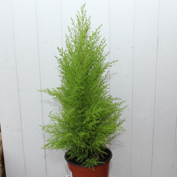 Pokojový cypřišek kužel 17cm květináč-0