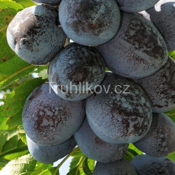 Rostliny - Pološvestka 'Jojo' květináč 7,5 litru, čtvrtkmen, REZISTENTNÍ, samosprašná