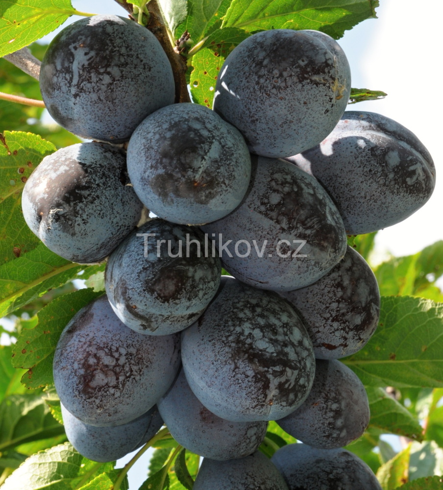 Rostliny - Pološvestka 'Jojo' prostokořenné, zákrsek, REZISTENTNÍ, samosprašná