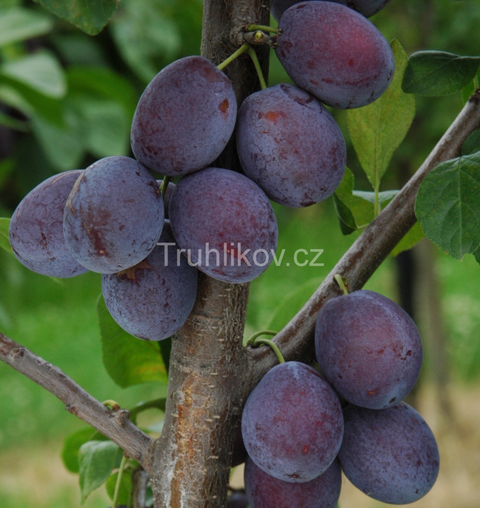 Rostliny - Pološvestka 'Katinka' prostokořenné, zákrsek, SAMOSPRAŠNÁ