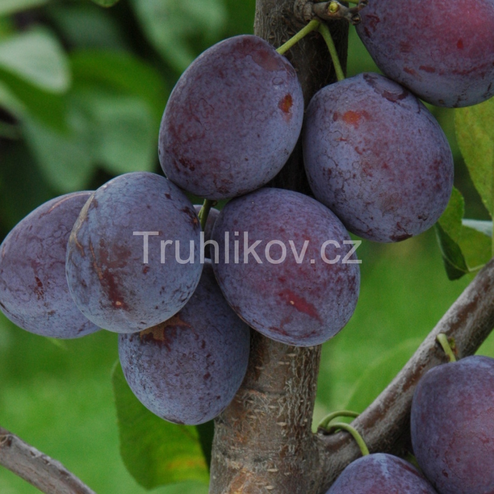 Pološvestka 'Katinka' prostokořenné, zákrsek, SAMOSPRAŠNÁ-0