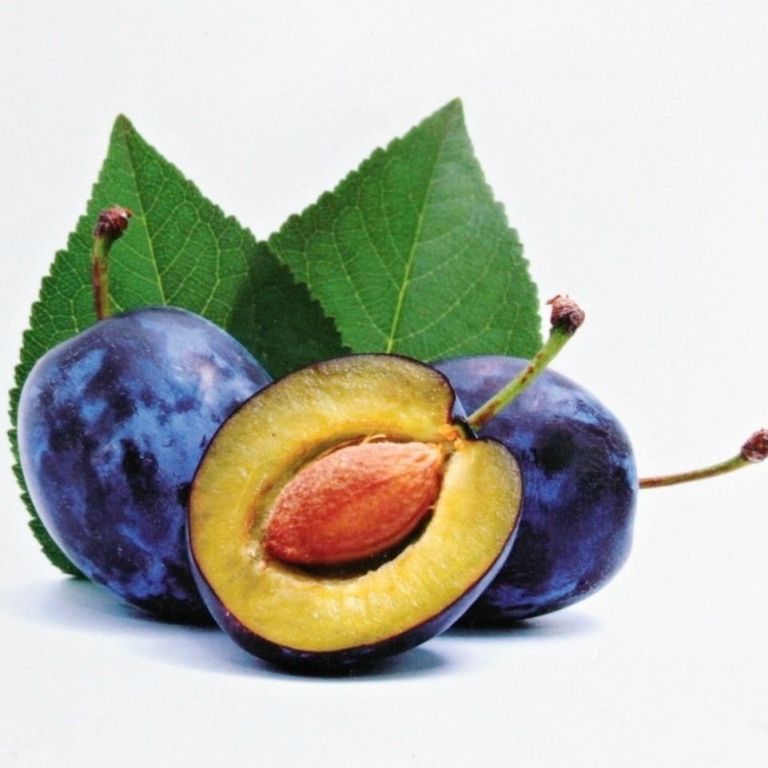 Rostliny - Pološvestka 'President' prostokořenné, zákrsek, CIZOSPRAŠNÁ