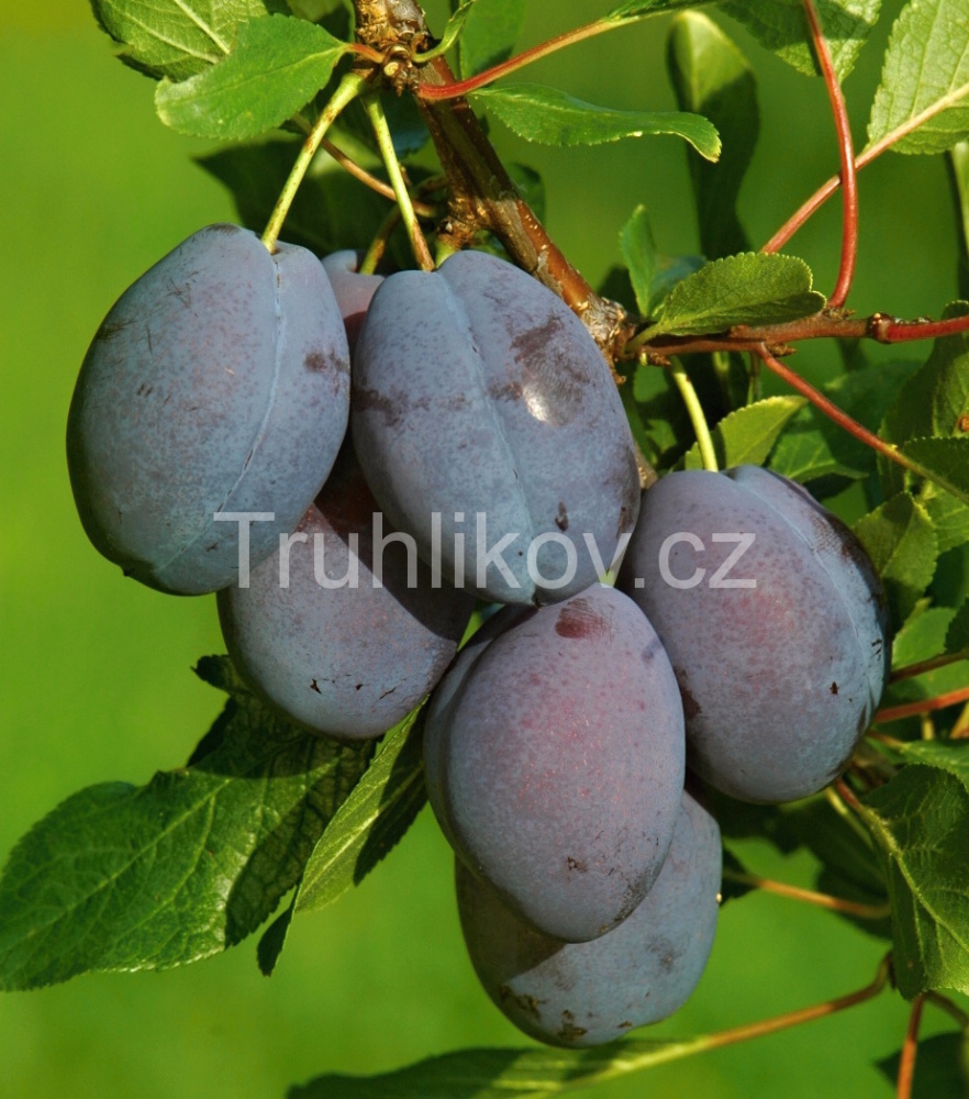 Pološvestka Stanley' prostokořenné, zákrsek, SAMOSPRAŠNÁ-0