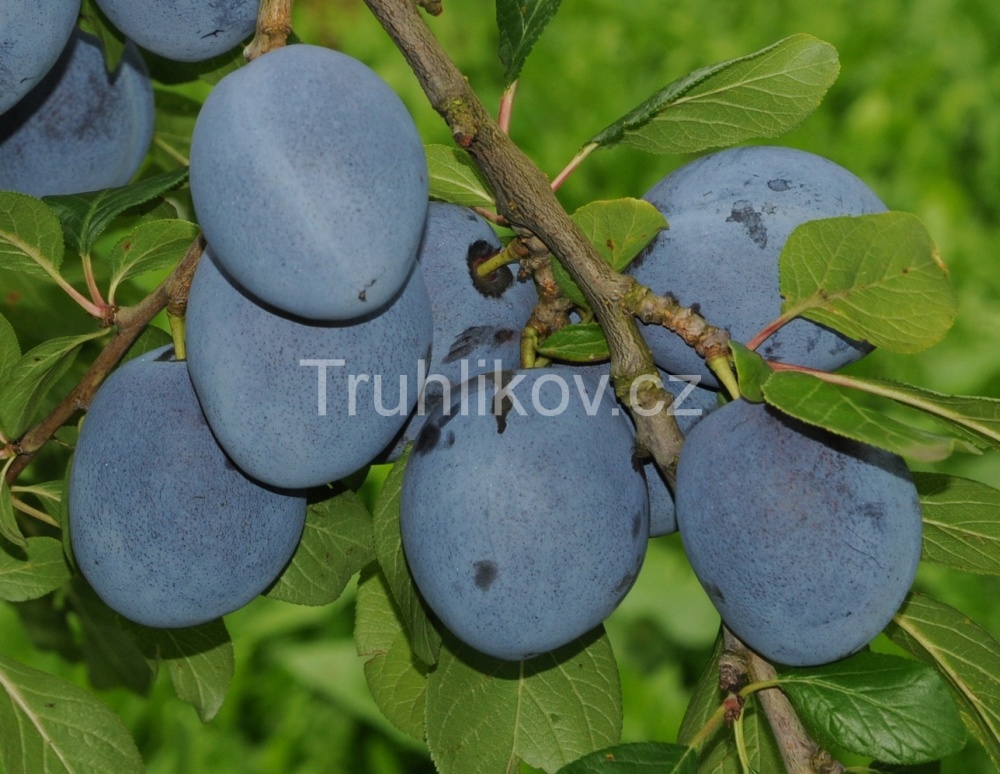 Pološvestka 'Tophit' prostokořenné, zákrsek, částečně samosprašná-0