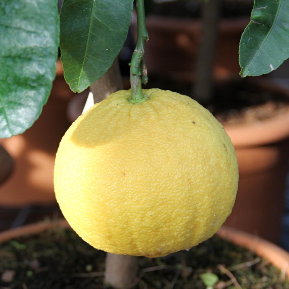 Nádobové květiny - Pomelo 12 litrů