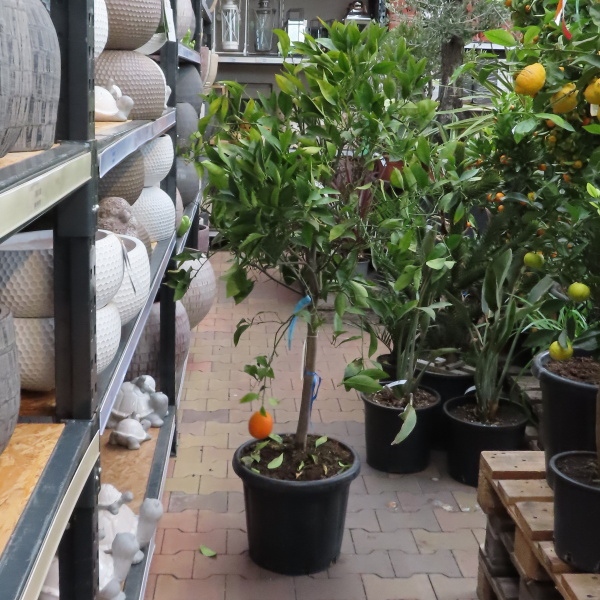 Pomeranč kmínek 1/2, 30 litrů-0