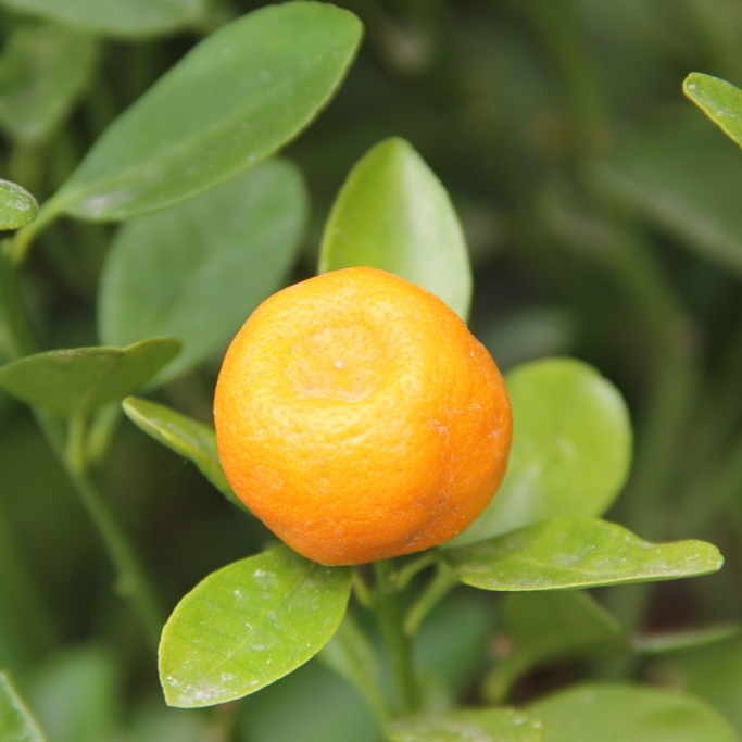 Nádobové květiny - Pomerančovník zakrslý Calamondin 20cm