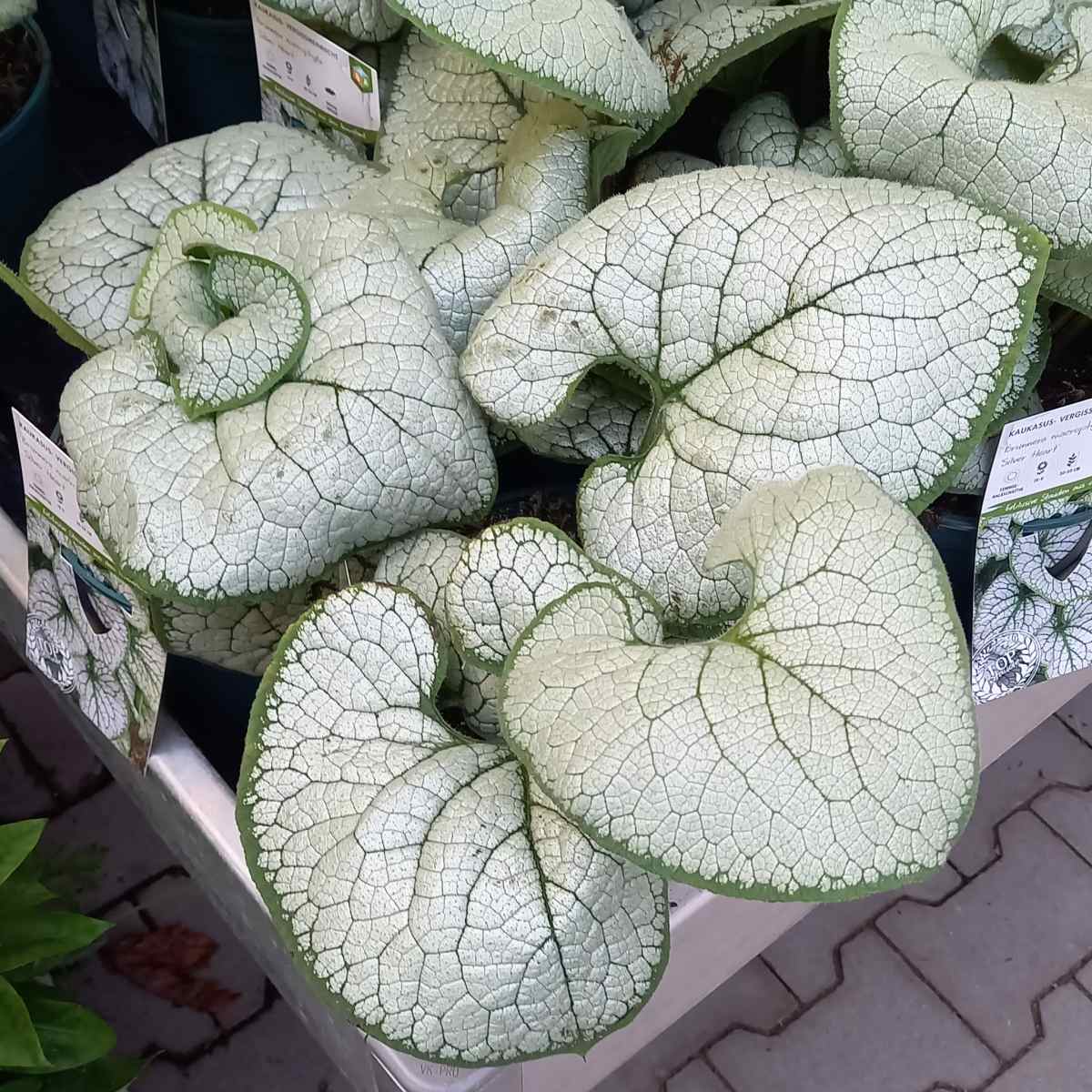 Stínomilné - Pomněnkovec velkolistý Silver Heart květináč 2 litry