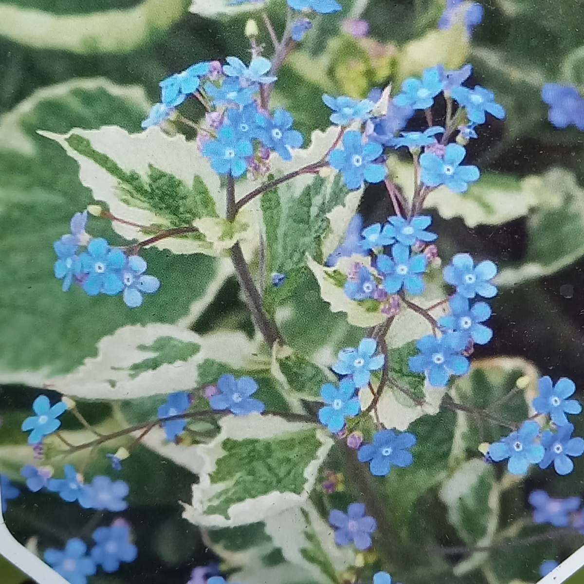 Stínomilné - Pomněnkovec velkolistý Variegata květináč 2 litry