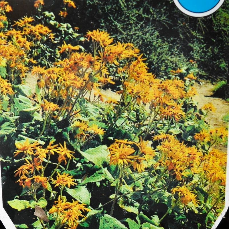 Rostliny - Popelivka zoubkovaná 9cm