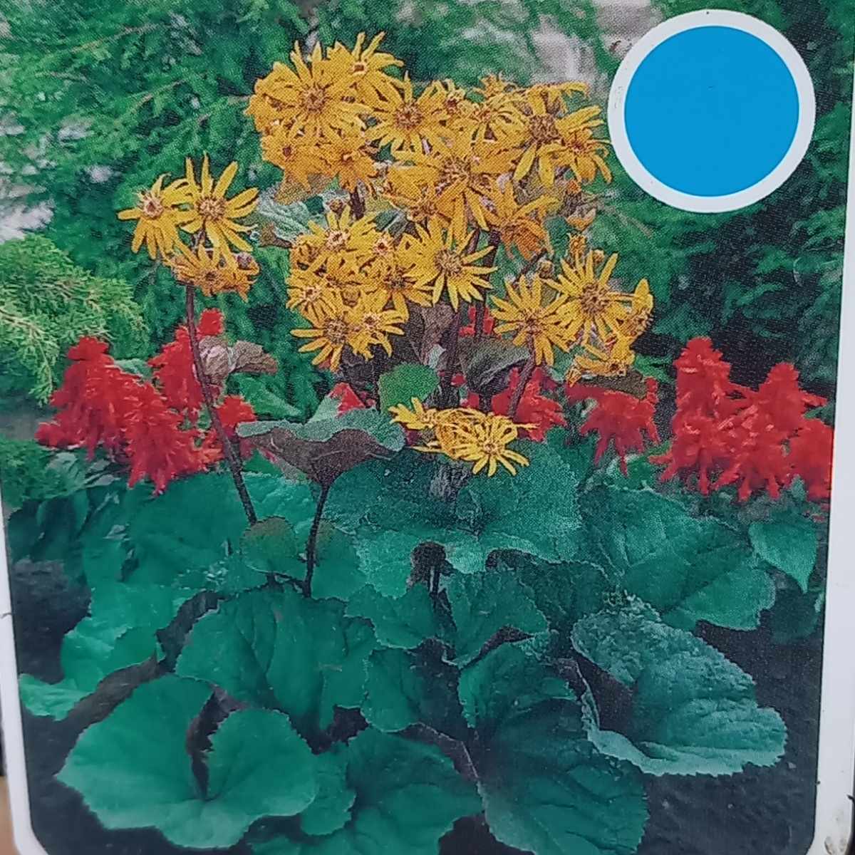 Vlhkomilné - Popelivka zoubkovaná květináč 13cm