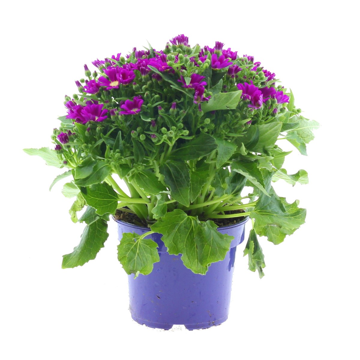 Kvetoucí pokojové rostliny - Popelka, starček mix, květináč 12cm