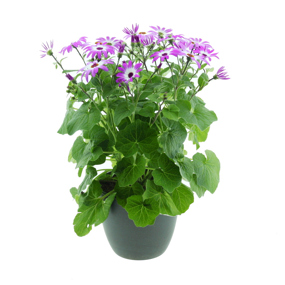 Kvetoucí pokojové rostliny - Popelka, starček Senetti mix květináč 15cm