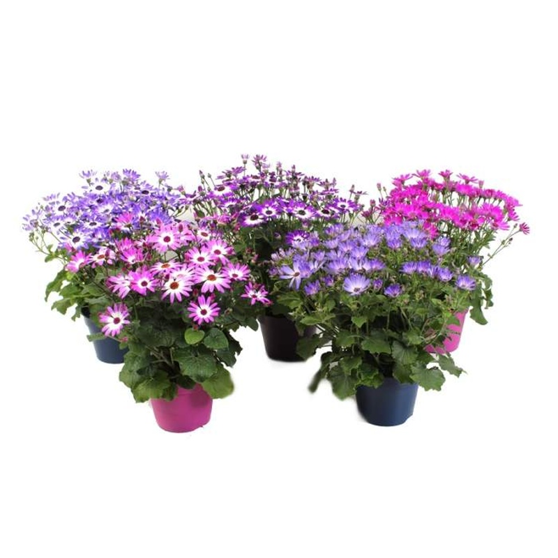 Popelka, starček Senetti mix květináč 15cm-0